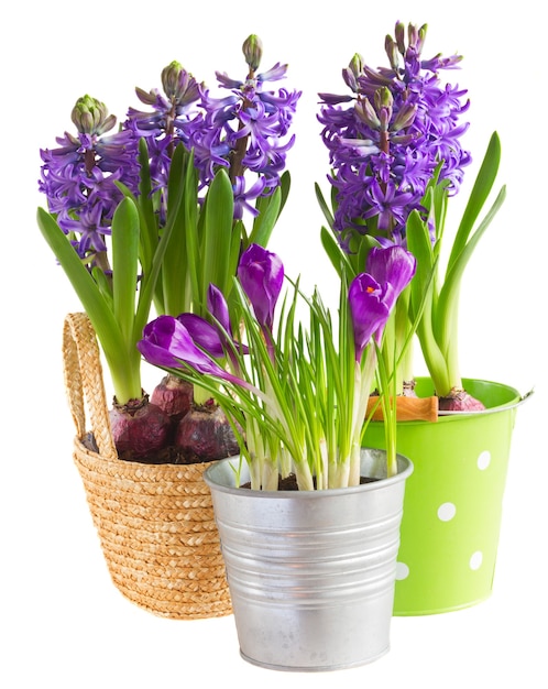 Flores da primavera azuis em vasos isolados no fundo branco