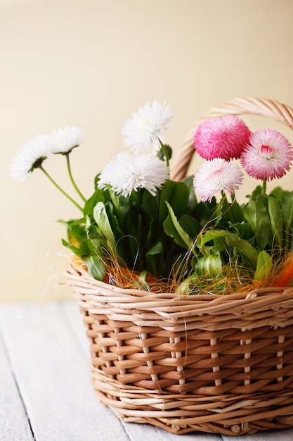 Flores da primavera Bellis perennis