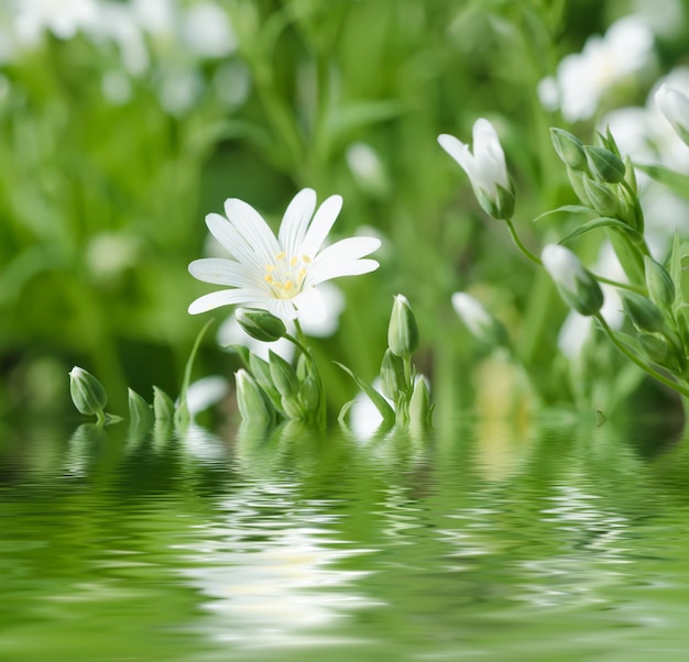 Flores da Primavera branca