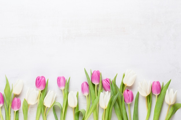 Flores da primavera, cartão, tulipas de cor pastel no fundo cinza.