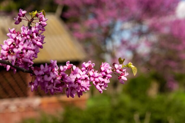 Flores da Primavera Cercis Canadensis Roxo ou Flor Redbud Oriental