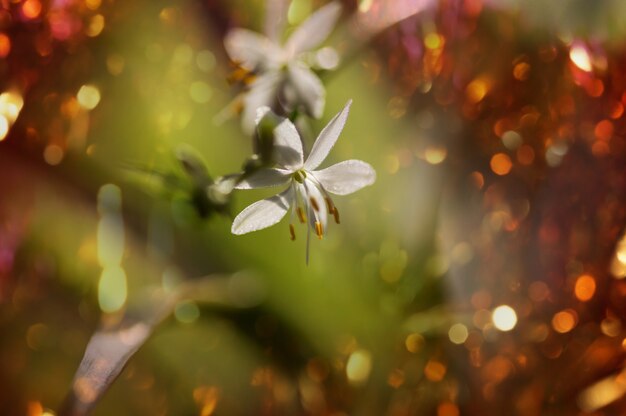 Flores da primavera, close-up foto