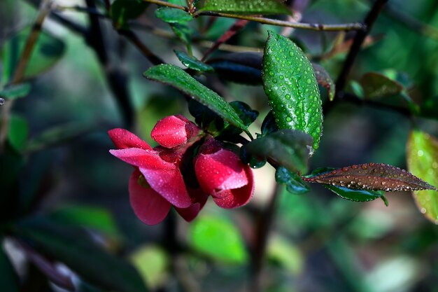 Flores da primavera com orvalho neles. fotografia-chave baixa. folhagem fresca e belas flores ao ar livre.