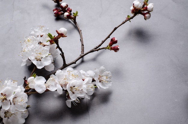 Flores da primavera com ramos florescendo damascos em fundo cinza