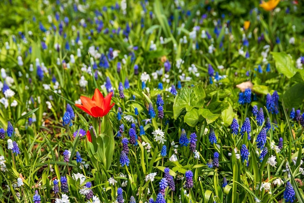 flores da primavera como campânulas e tulipas na grama