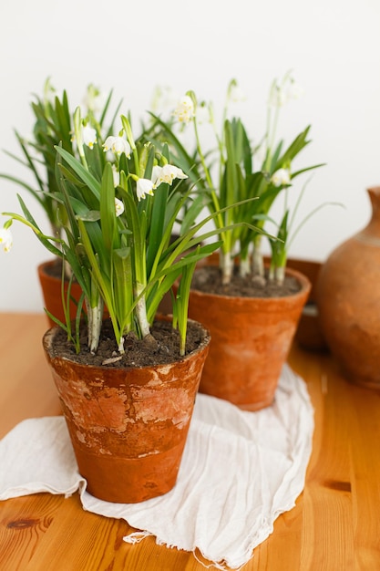 Flores da primavera crescendo em panela de barro na mesa de madeira rústica com tecido na sala Natureza morta rural