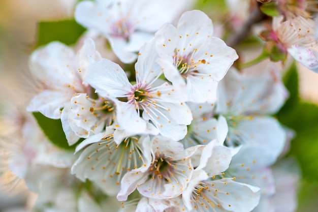 Flores da primavera de árvores frutíferas de cerejeira Tempo de primavera com flores de cerejeira