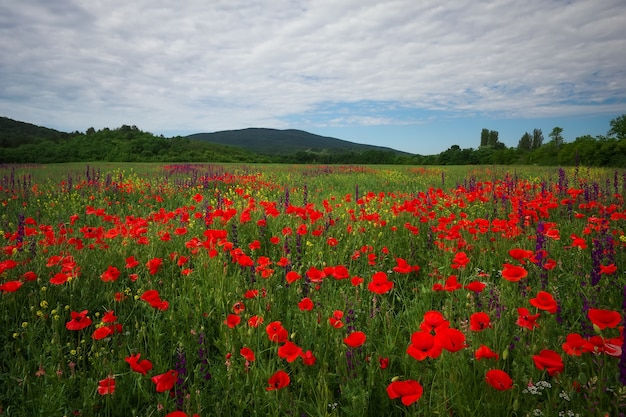 Flores da primavera em campo. Paisagem bonita. Composição da natureza