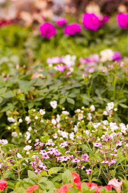 Flores da primavera em exibição no viveiro local.