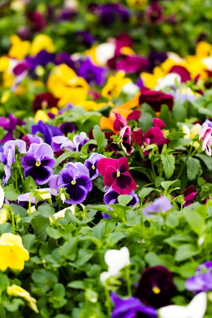 Flores da primavera em exibição no viveiro local.