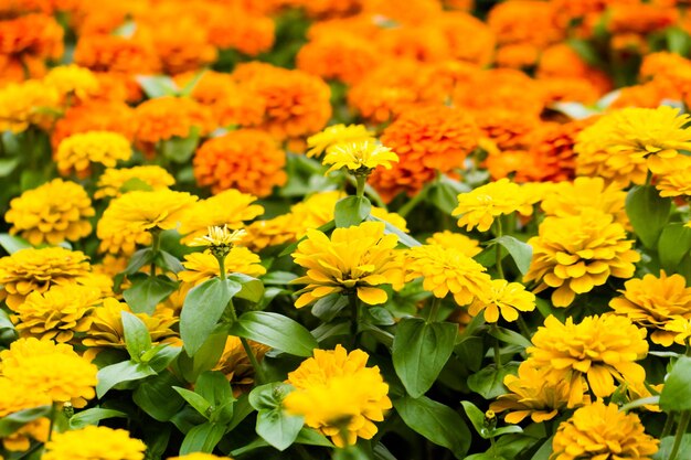 Flores da primavera em exibição no viveiro local.