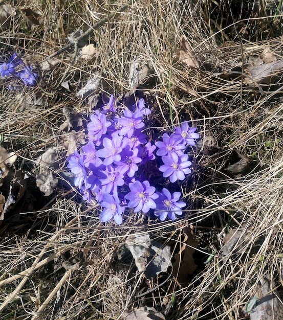 Flores da primavera em flocos de neve azuis na floresta