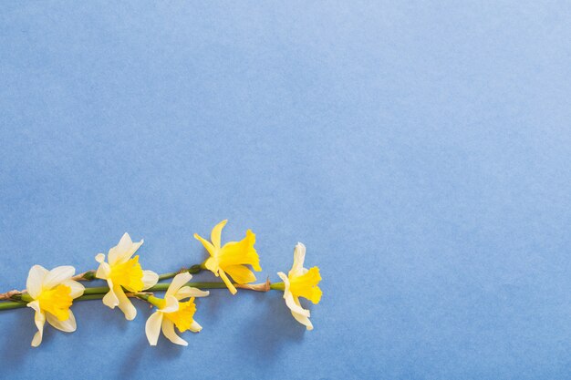 Flores da primavera em fundo de papel azul