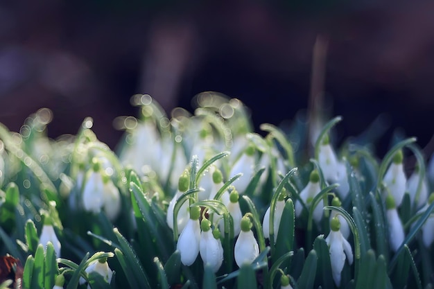 flores da primavera, flocos de neve em março na floresta, fundo de bela natureza, pequenas flores brancas