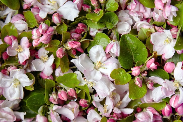 Flores da primavera, flores rosa e brancas de macieira florescendo, botões, closeup, vista superior. flor de primavera, fundo floral