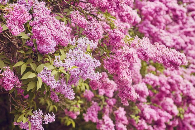 Flores da primavera florescendo flores lilás