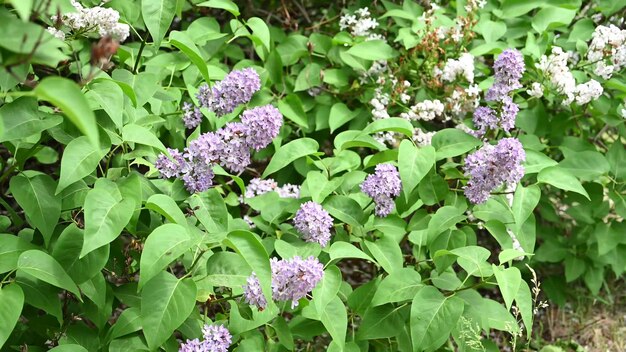 Flores da primavera Florescendo lindas flores da árvore lilás Conceito de primavera Os galhos de lilás em uma árvore em um jardim