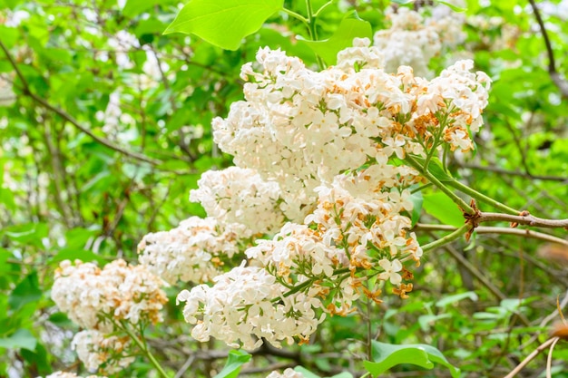 Flores da primavera Florescendo lindas flores da árvore lilás Conceito de primavera Os galhos de lilás em uma árvore em um jardim