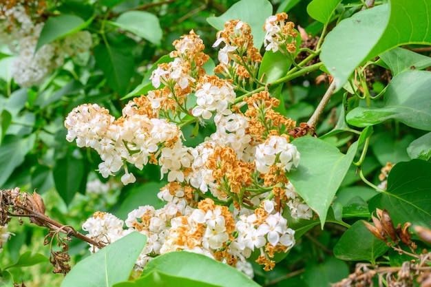 Flores da primavera Florescendo lindas flores da árvore lilás Conceito de primavera Os galhos de lilás em uma árvore em um jardim