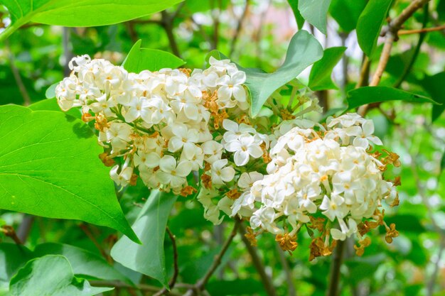 Flores da primavera Florescendo lindas flores da árvore lilás Conceito de primavera Os galhos de lilás em uma árvore em um jardim