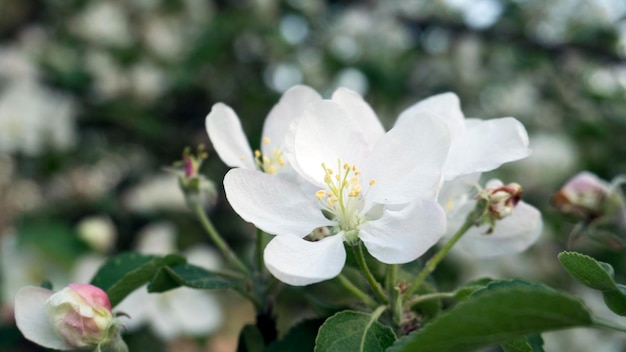 Flores da primavera lá fora em um dia ensolarado