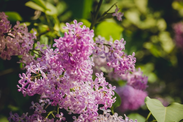 Flores da primavera lilás