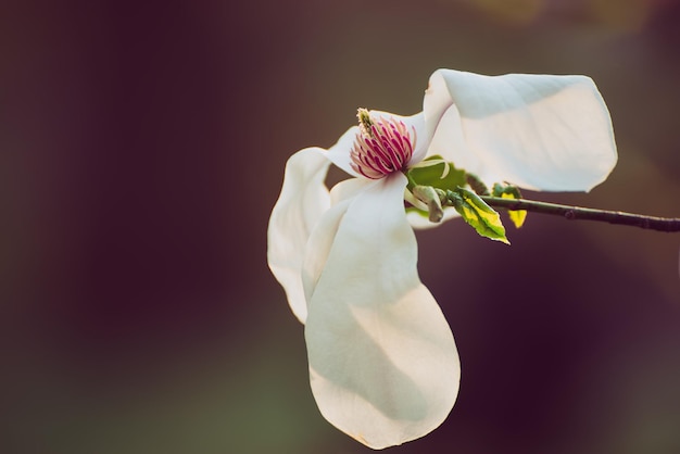 Flores da primavera magnólia