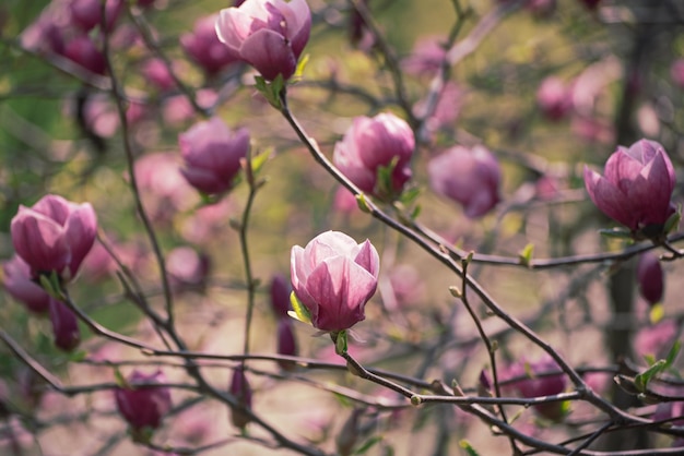 Flores da primavera magnólia