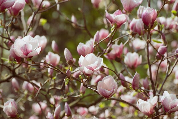 Flores da primavera magnólia