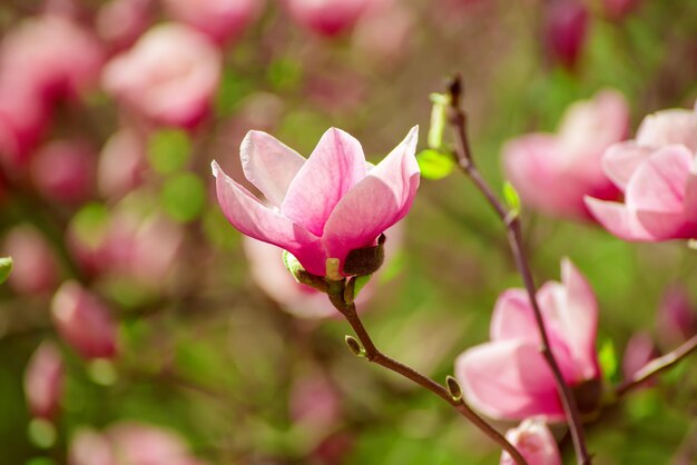 Flores da primavera magnólia