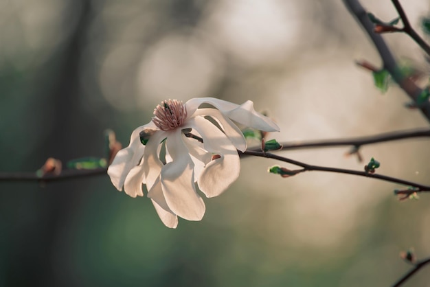 Flores da primavera magnólia