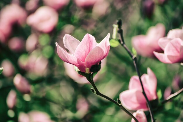 Flores da primavera magnólia