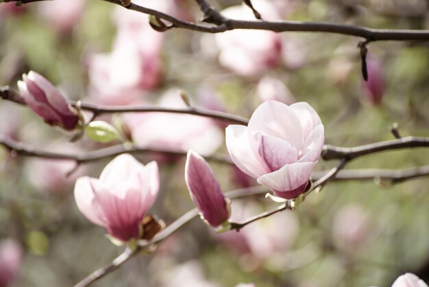 Flores da primavera magnólia