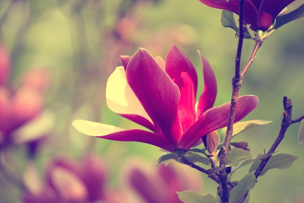 Flores da primavera magnólia