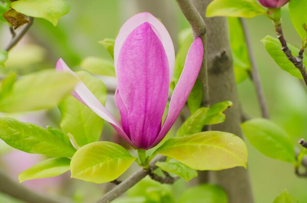 Flores da primavera magnólia