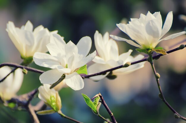 Flores da primavera magnólia