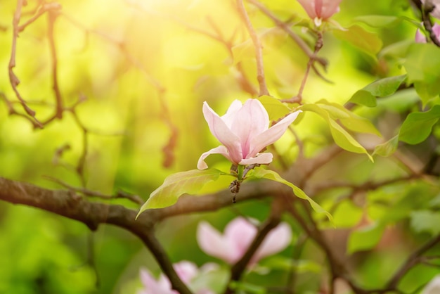 Flores da primavera magnólia