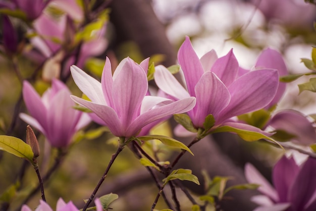 Flores da primavera magnólia