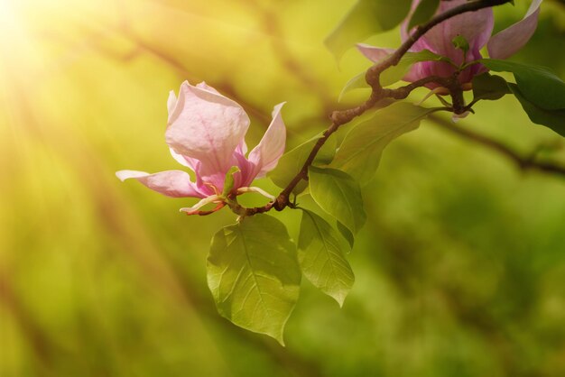 Flores da primavera magnólia