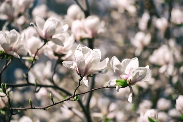 Flores da primavera magnólia