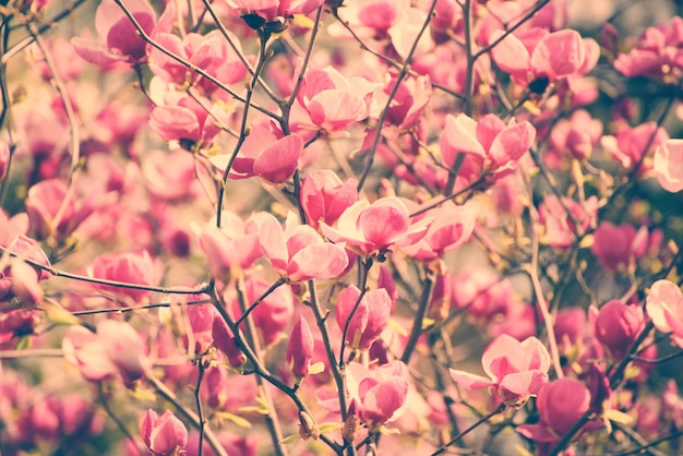 Flores da primavera magnólia