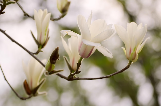 Flores da primavera magnólia