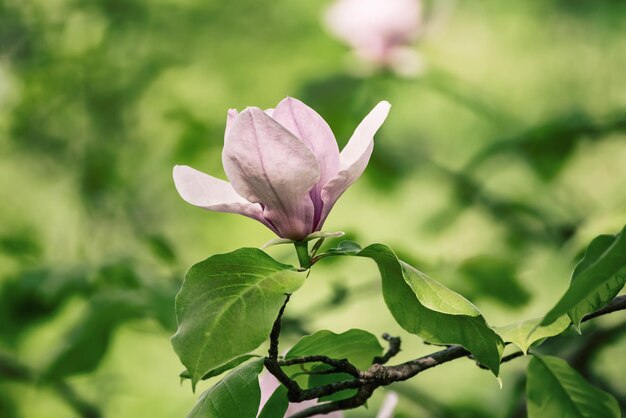 Flores da primavera magnólia