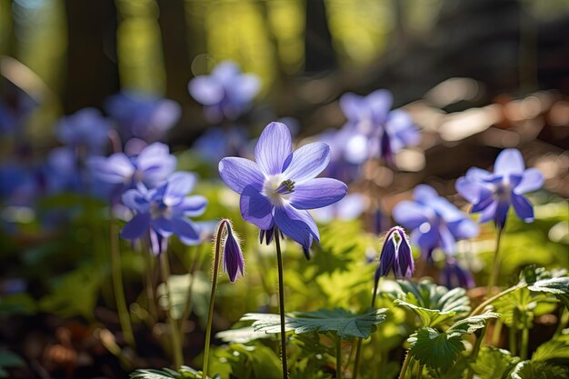 Flores da primavera na floresta Anemone hepatica