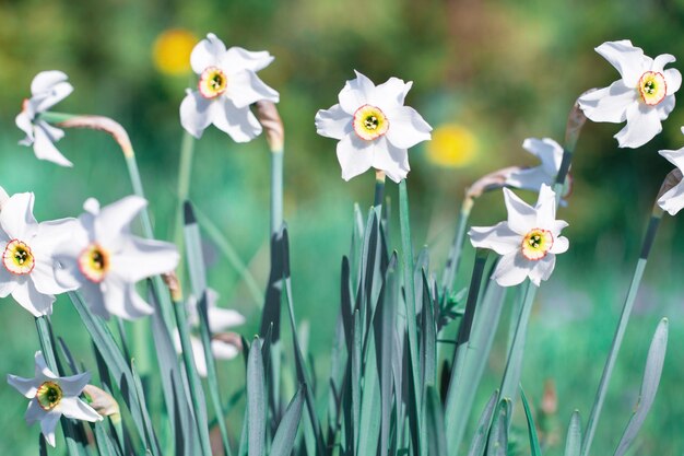 Flores da primavera narcisos e fundo de grama verde tonificado effeckt fundo de temporada de primavera