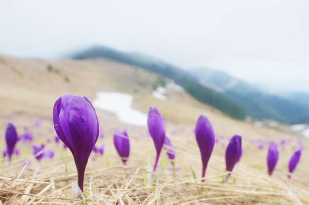 Flores da primavera nas montanhas