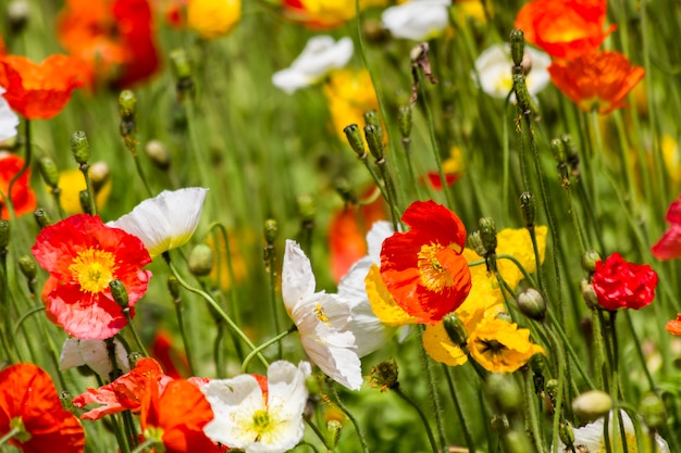 Flores da primavera no campo