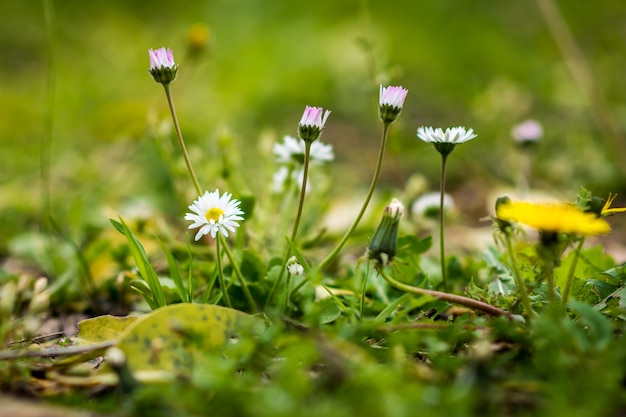 Flores da primavera no jardim