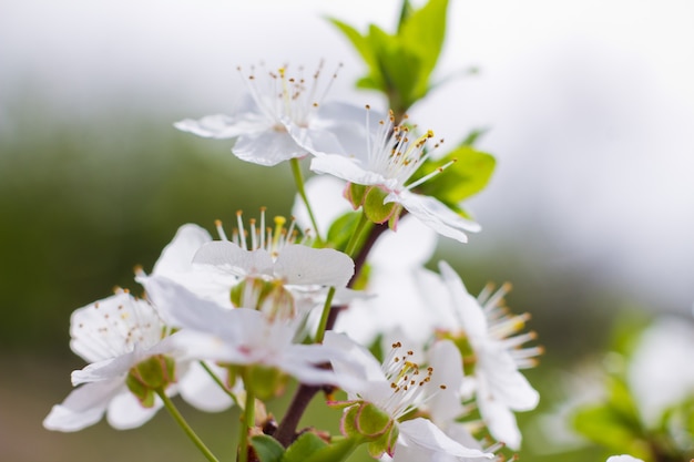 Flores da primavera no pomar