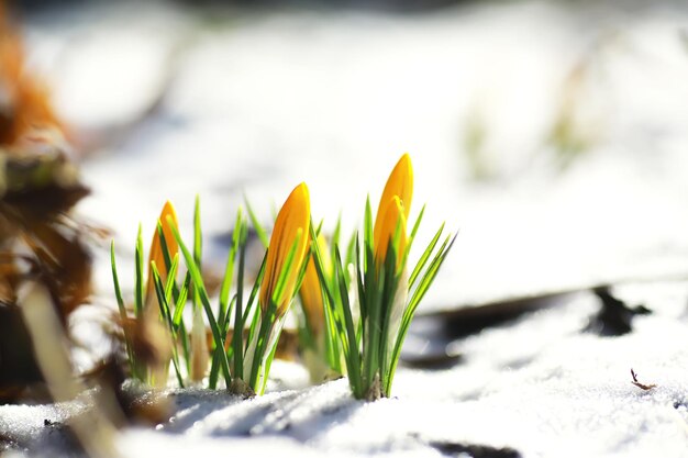 Flores da primavera, raios de sol de snowdrops açafrão branco. Açafrões brancos e amarelos no país na primavera. Flores frescas e alegres floresceram. Os jovens brotam.